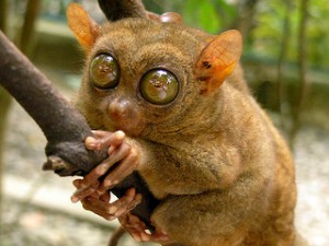 Interesting Wildlife Watching