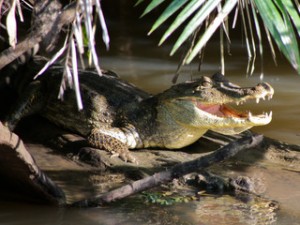 Wildlife watching in Central America