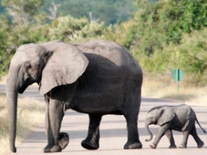 Elephant family - mother and child