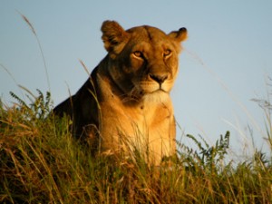 Lion looking for prey