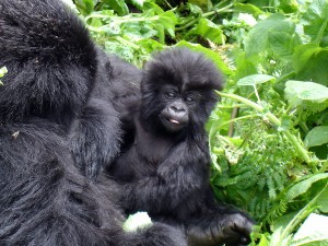 Baby gorilla wildlife watching